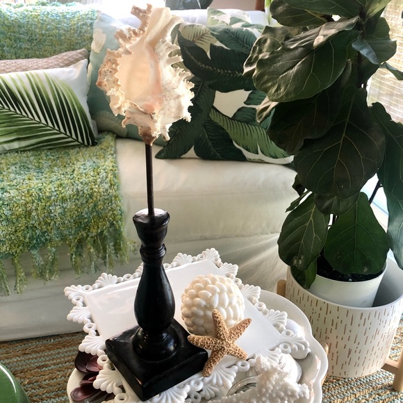 New! Romosa Murex Seashell Black Stand - Picture 1 of 8